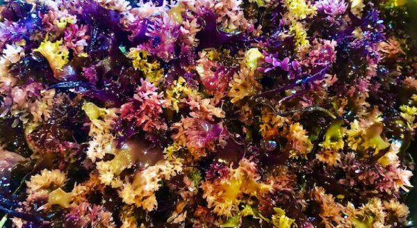 RAW Wildcrafted Chondrus Crispus - Image 5